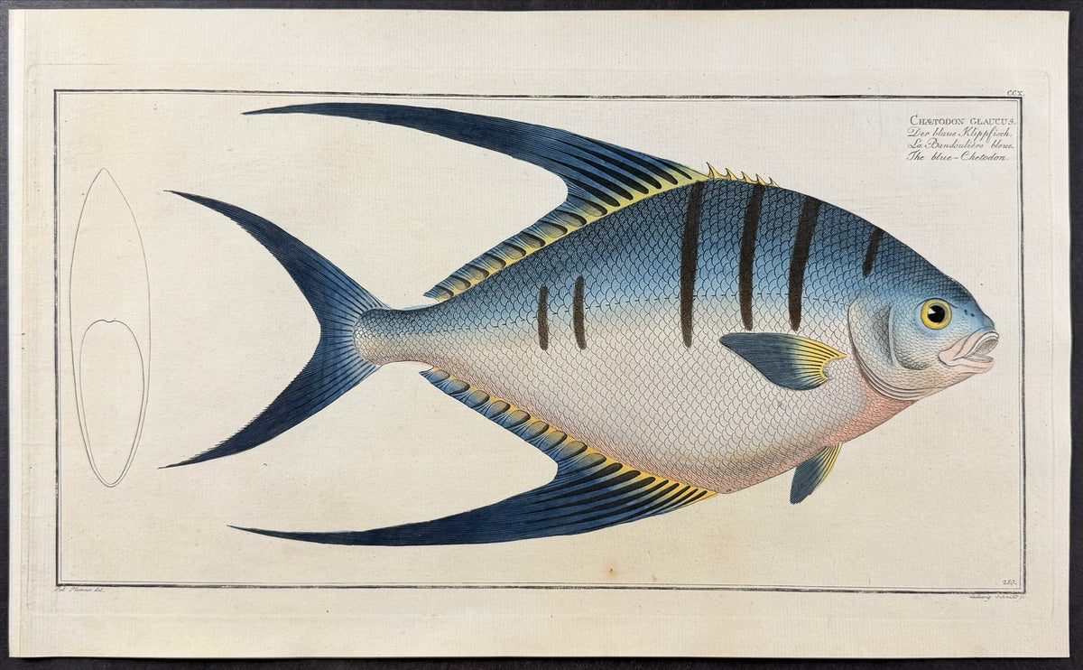 Fish - Chaetodon Glaucus