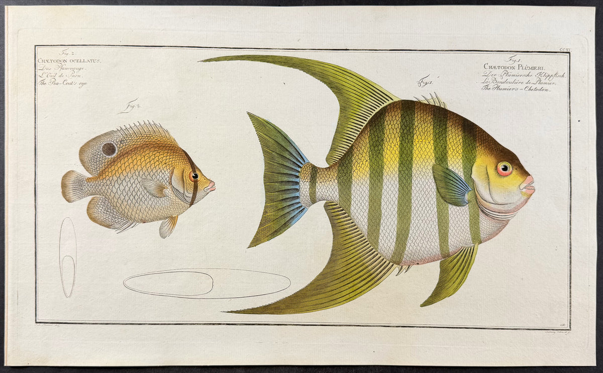 Fish - Chaetodon Ocellatus, C. Plumieri
