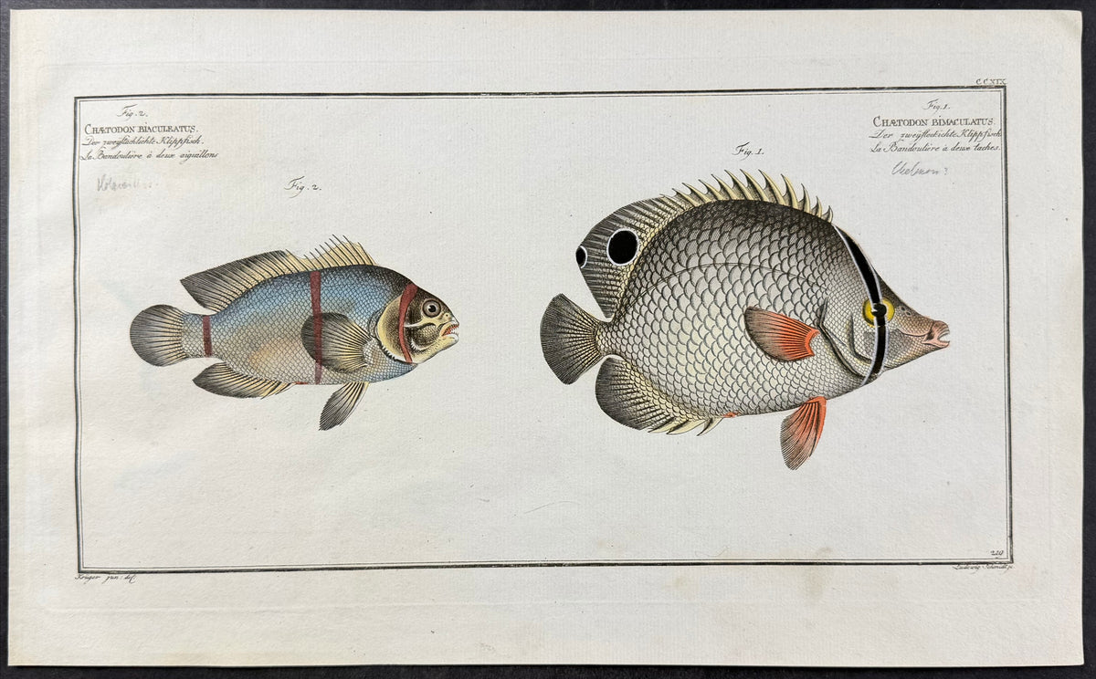 Two Spined & Bimaculated Chetodon