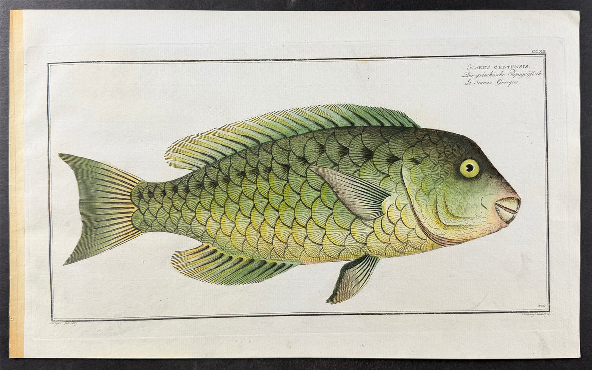 Grecian Parrot-Fish