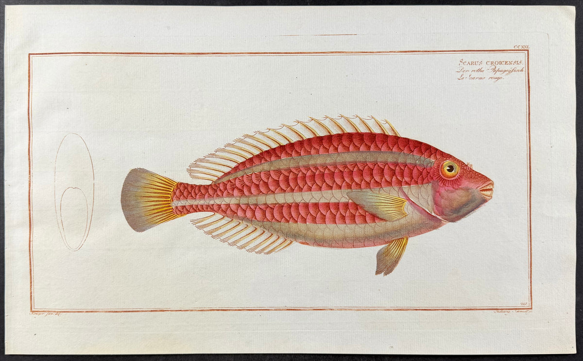 Red Parrot-Fish