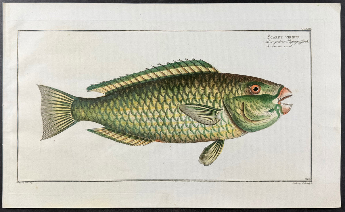 Green Parrot-Fish