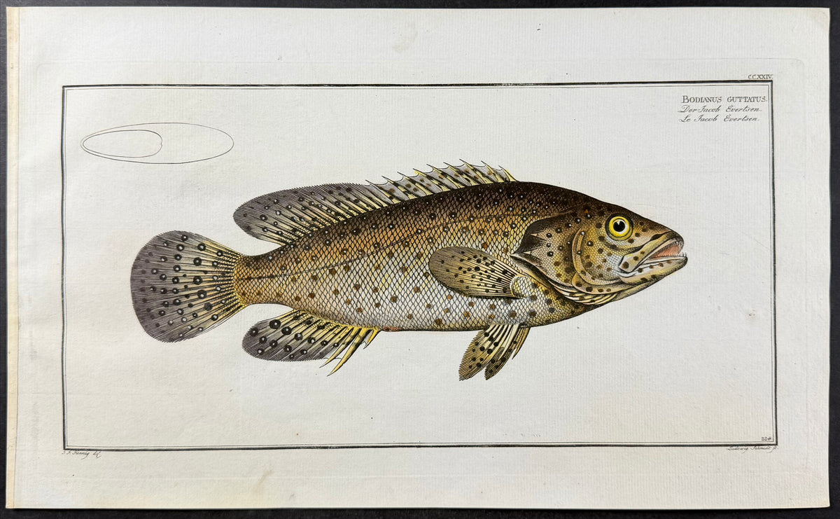Jewfish