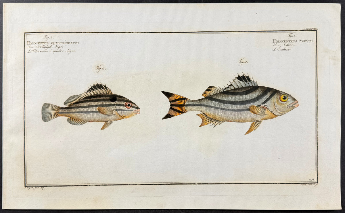 Four-striped Holocentre & Slave-Fish