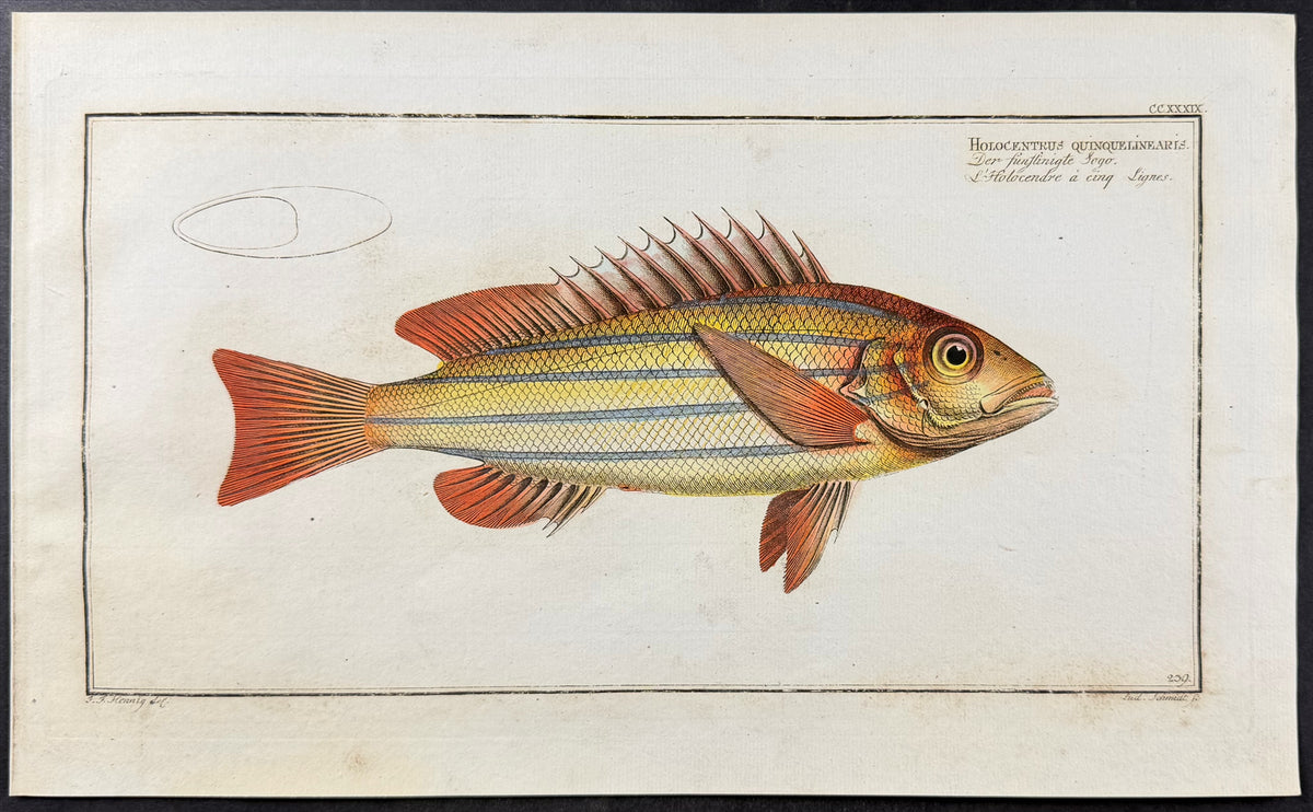 Squirrelfish - Holocentrus quinquelinearis