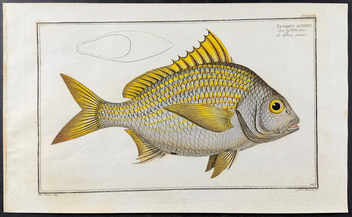 Yellow Fin