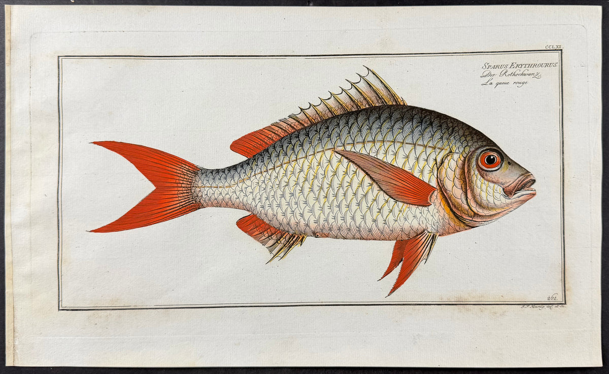 Bream - Sparus erythrourus