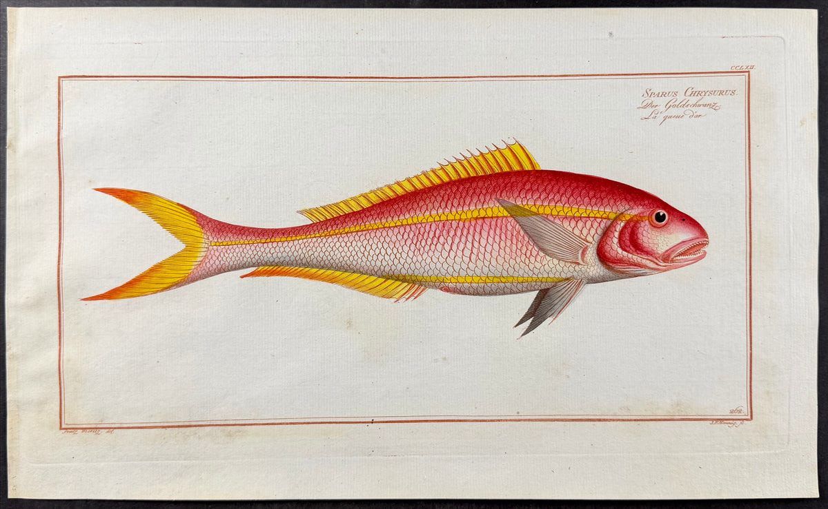 Bream - Sparus chrysurus