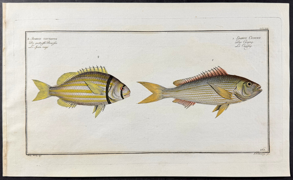 Bream - Sparus cuning, Sparus vittatus