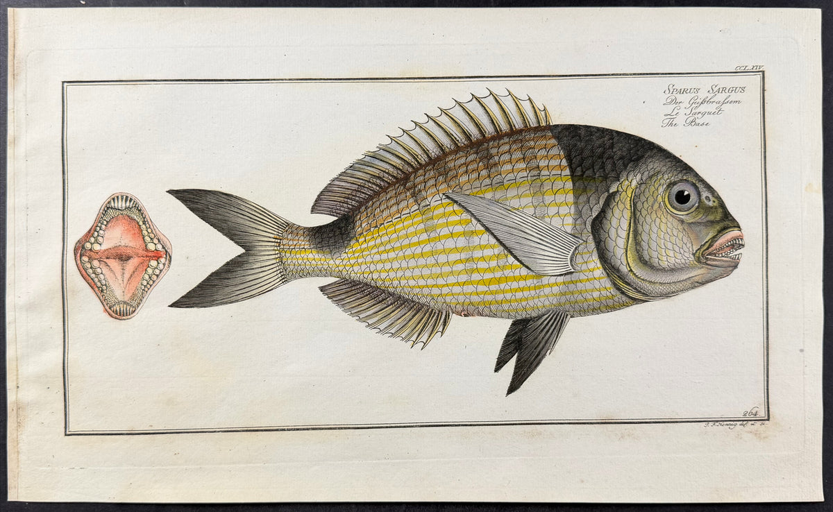 Bream - Sparus sargus