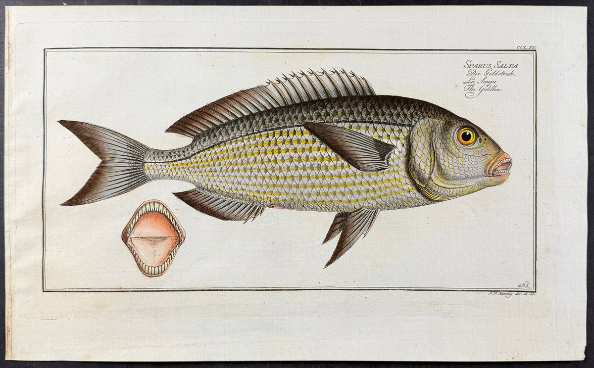 Bream - Sparus salpa