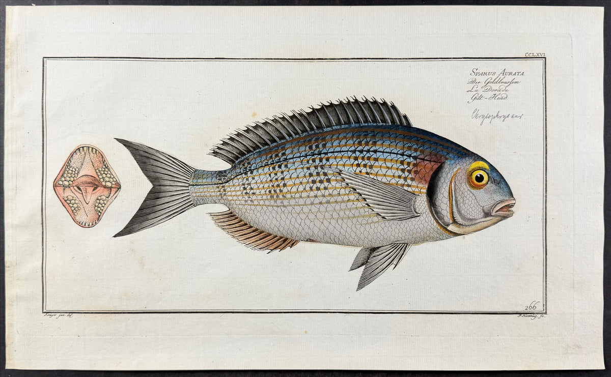 Gilt-Head Bream - Sparus aurata