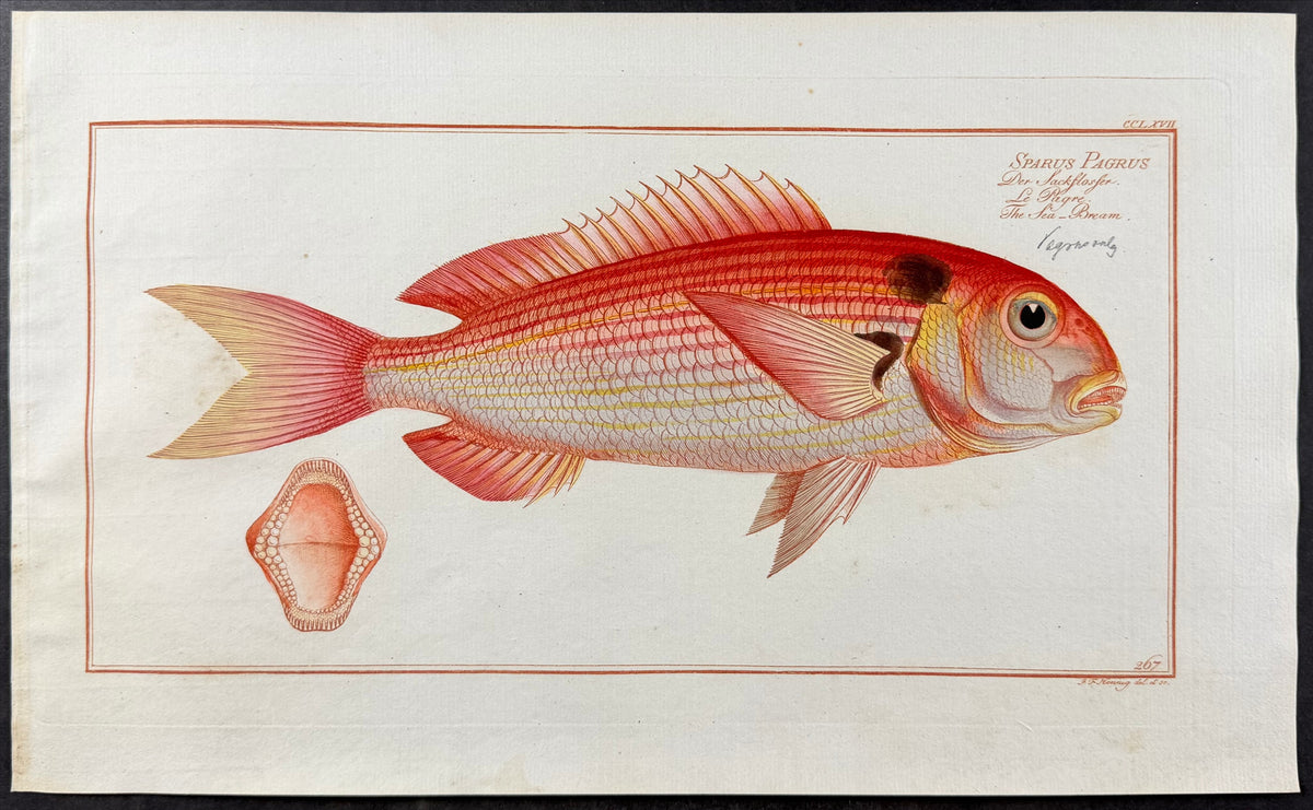Sea-Bream