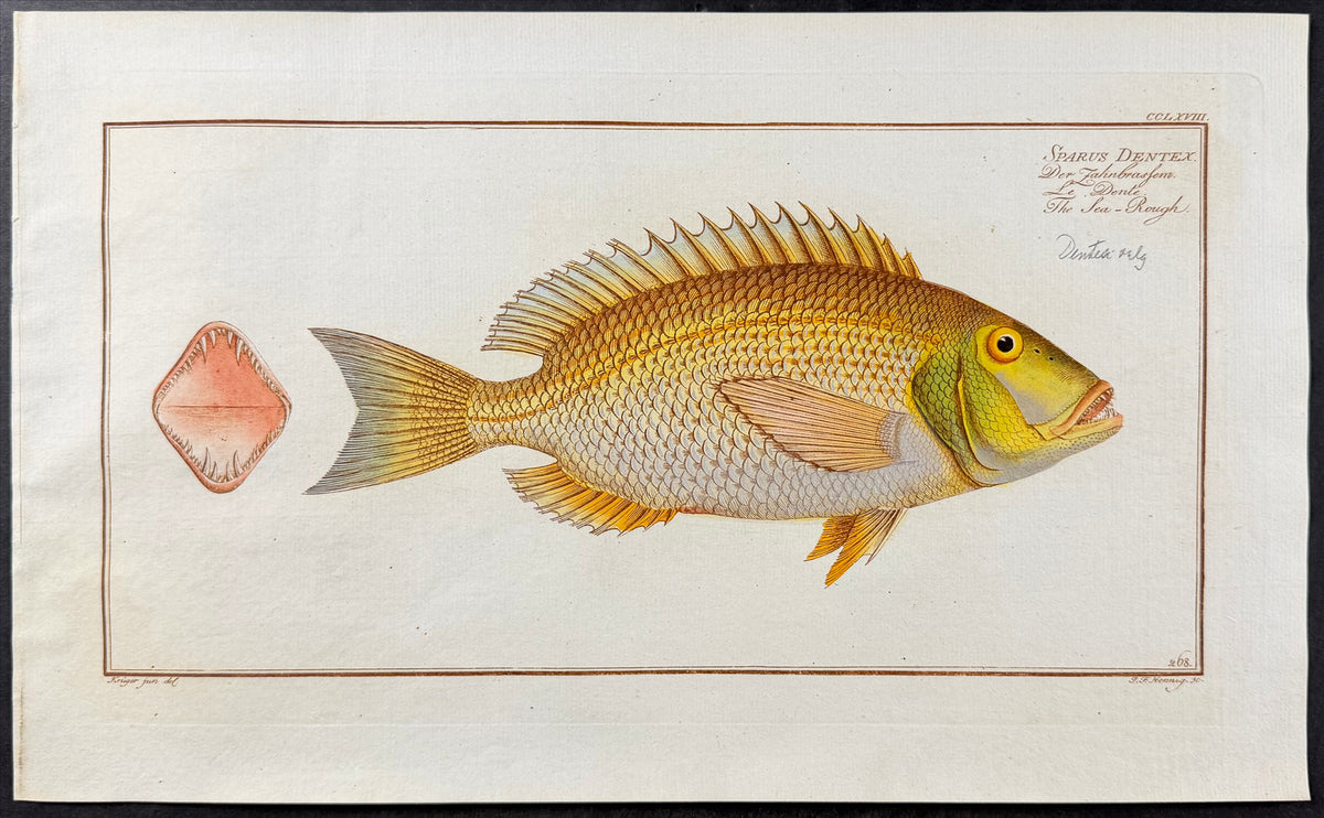 Bream - Sparus dentex
