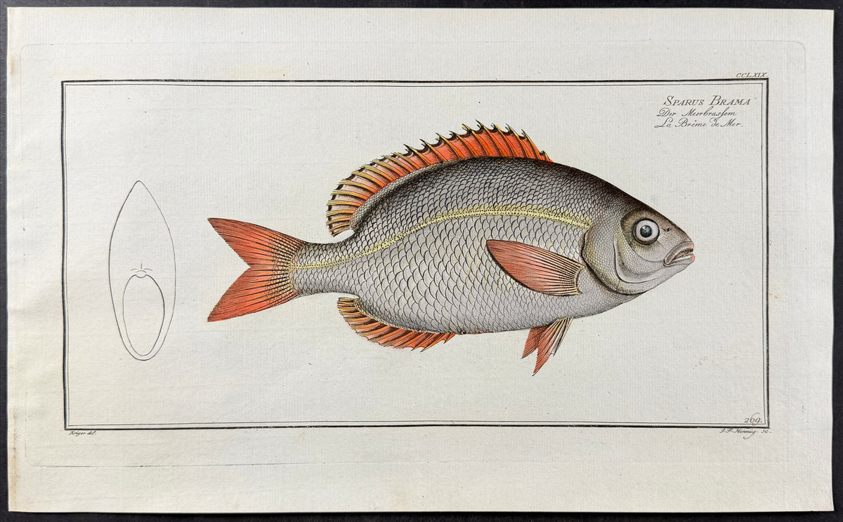 Bream - Sparus brama