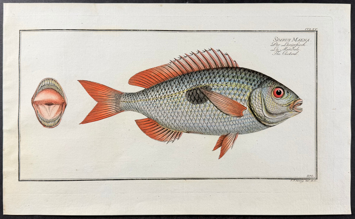 Cackerel