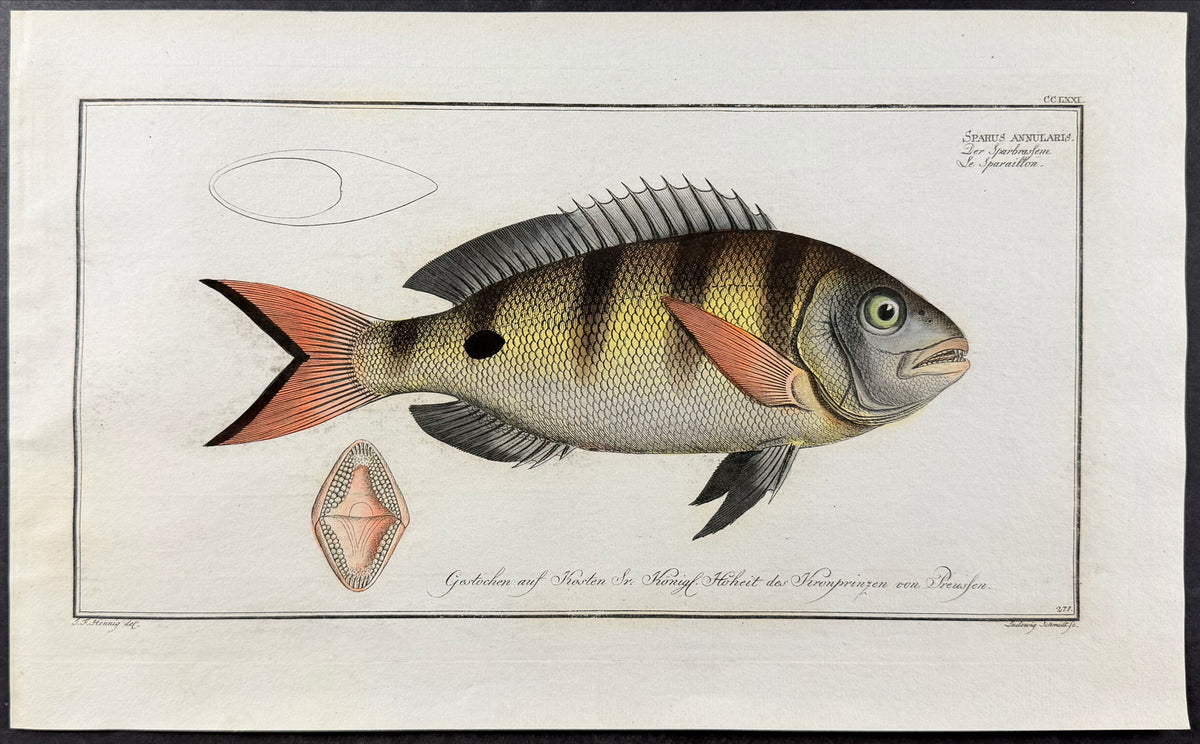 Bream - Sparus annularis