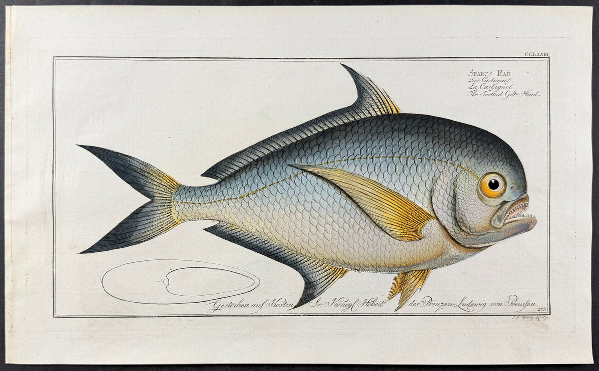 Toothed Gilt-Head