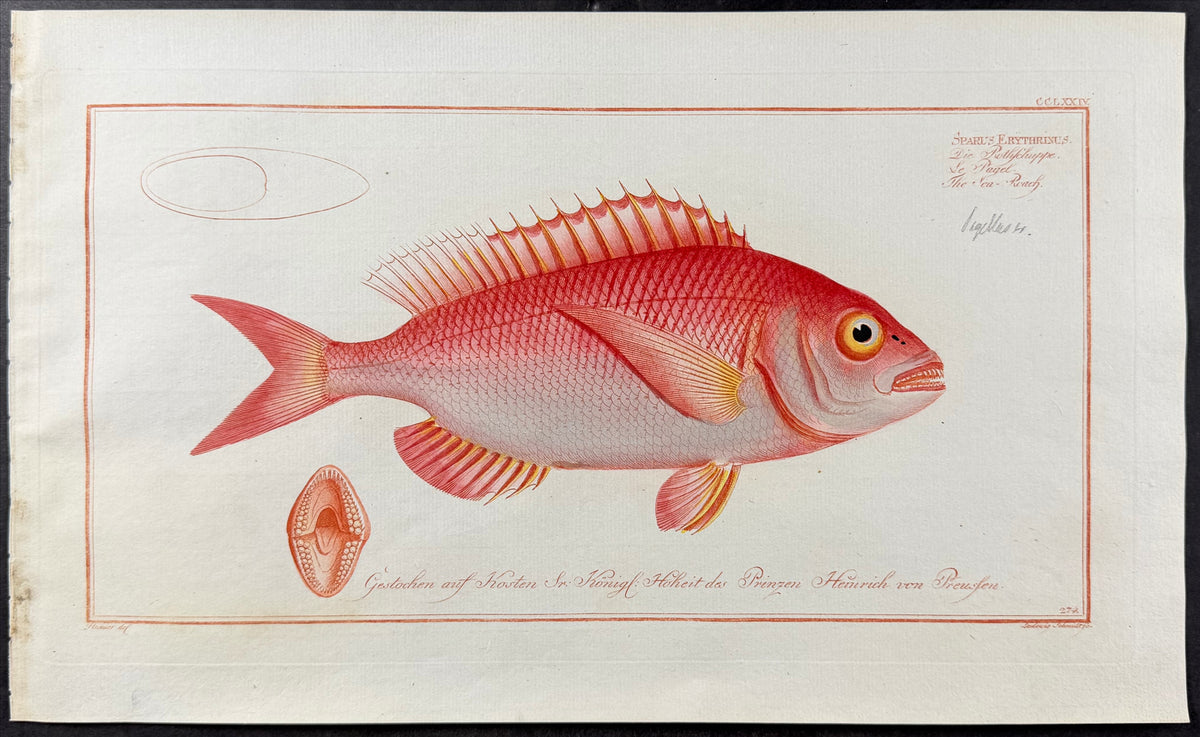 Sea-Roach