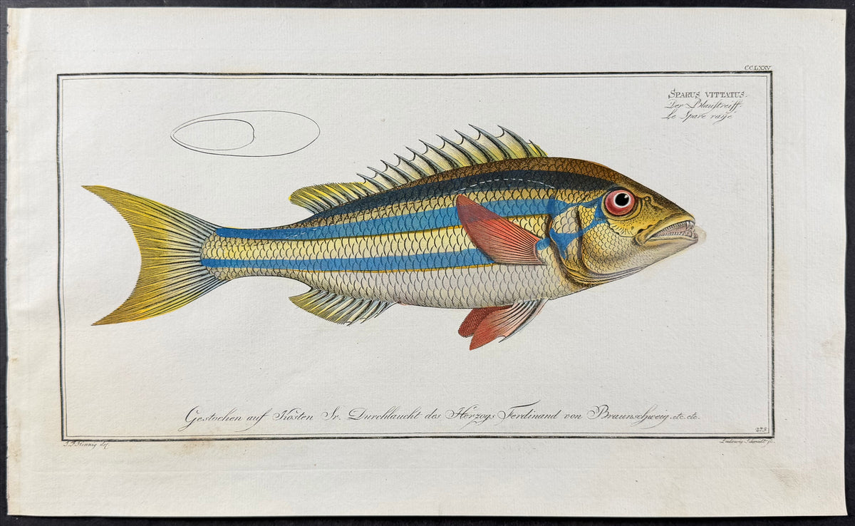 Bream - Sparus vittatus