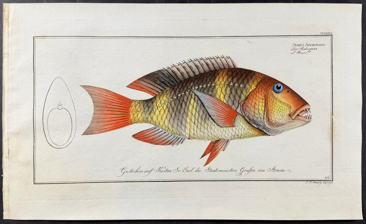 Bream - Sparus anchorago