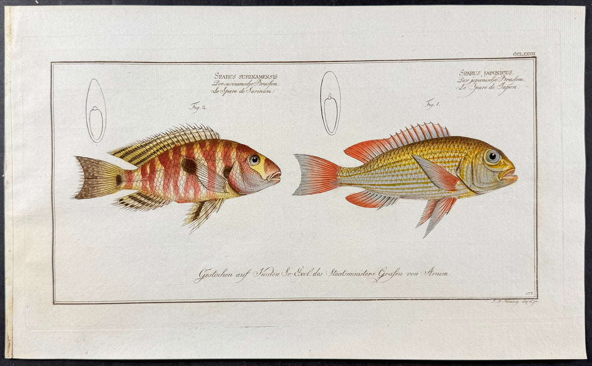 Bream - Sparus japonicus, Sparus surinamensis