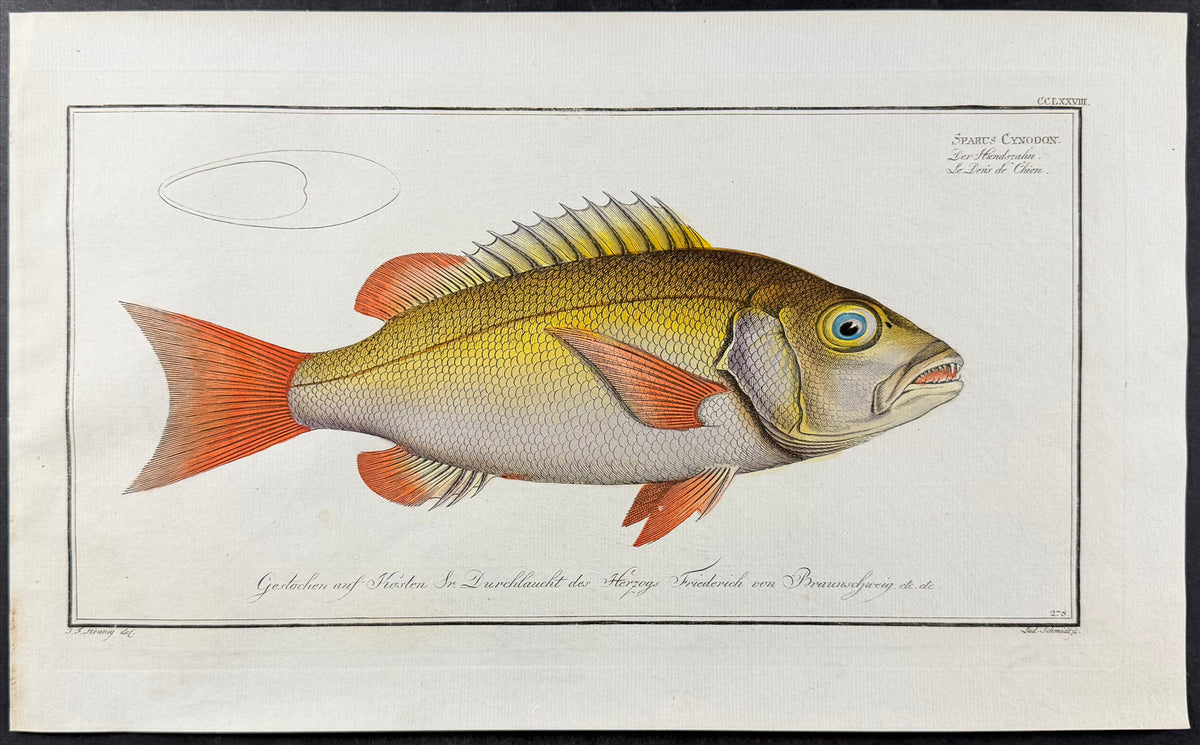 Bream - Sparus cynodon