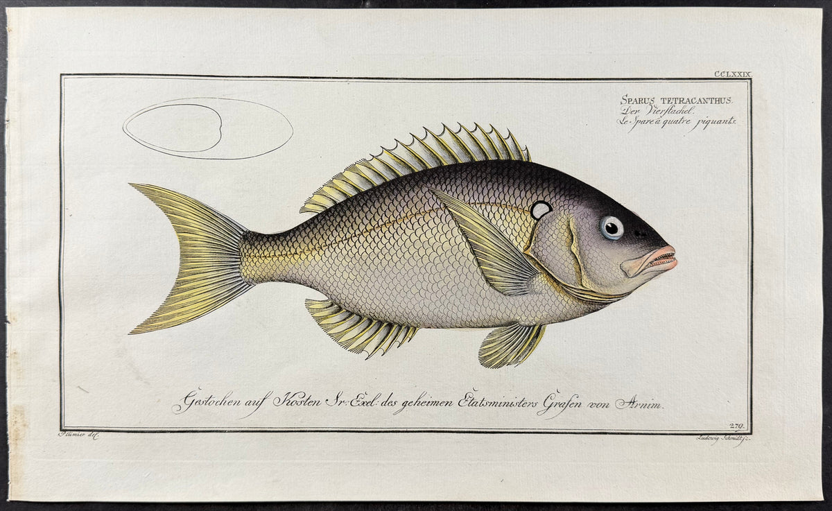 Bream - Sparus tetracanthus