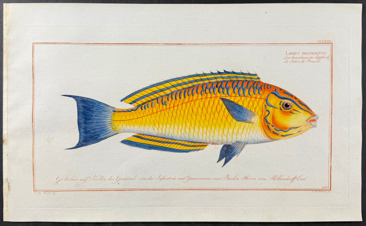 Brasilian (Brazilian) Wrasse