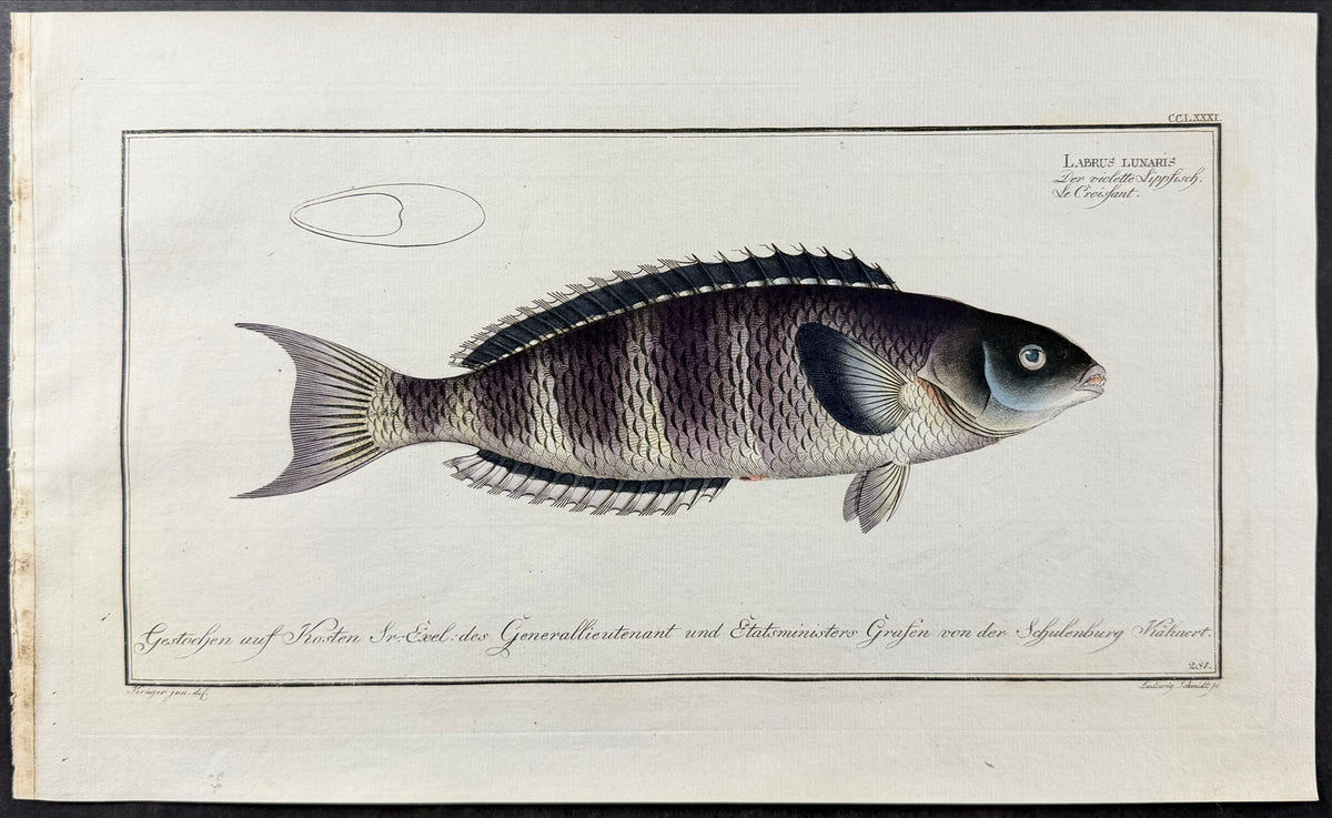 Lunulated Wrasse