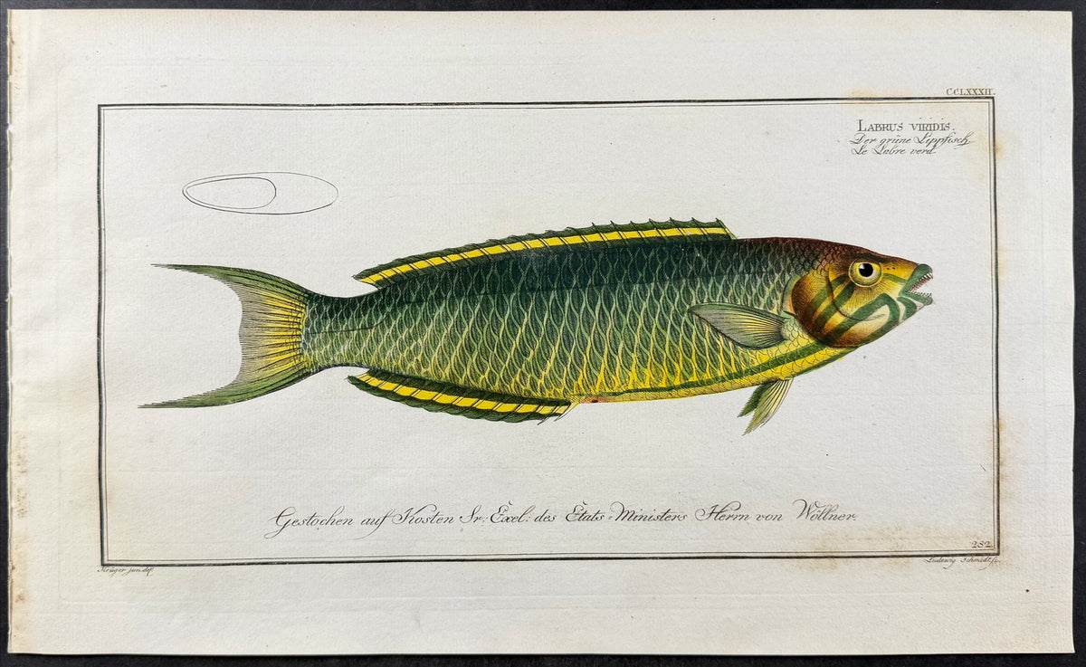 Green Wrasse