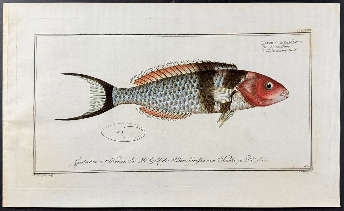 Double-Streaked Wrasse