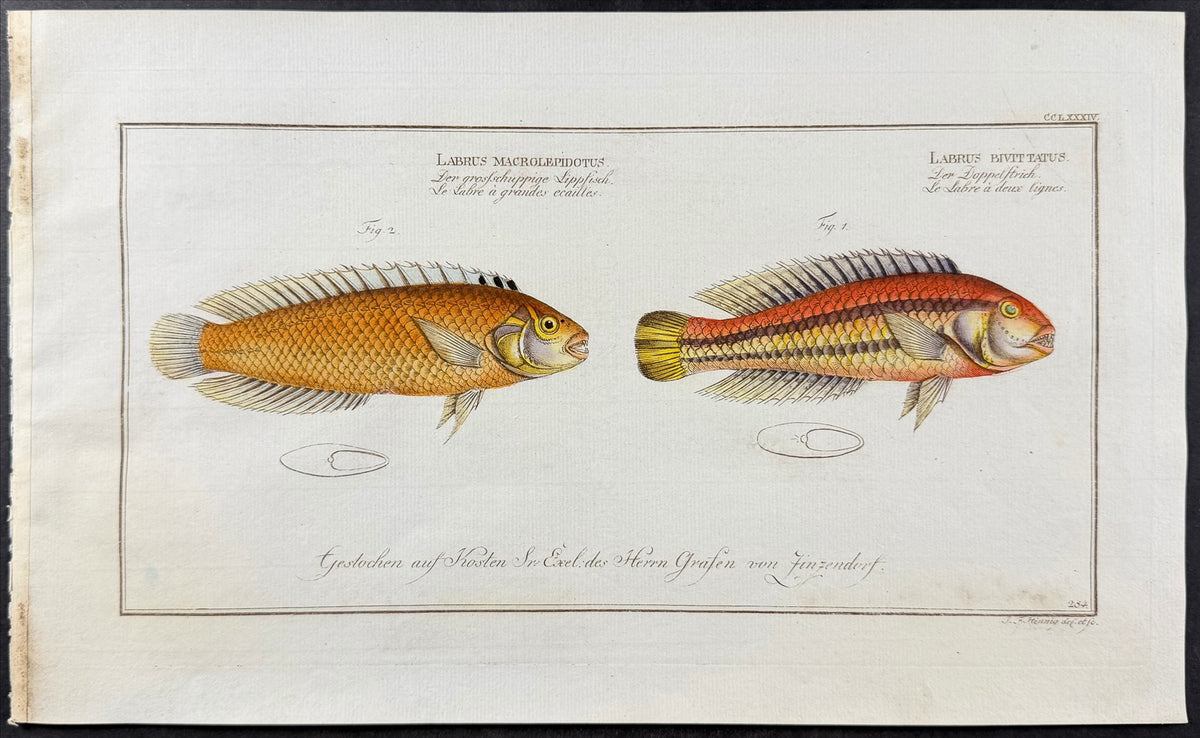 Great-Scaled & Double-Striped Wrasse