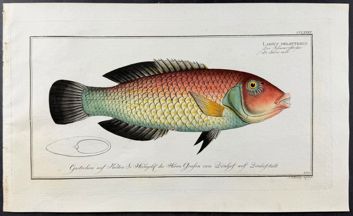 Wrasse - Labrus melapterus