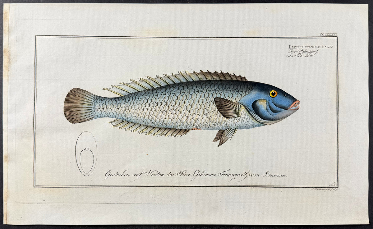 Wrasse - Labrus cyanocephalus