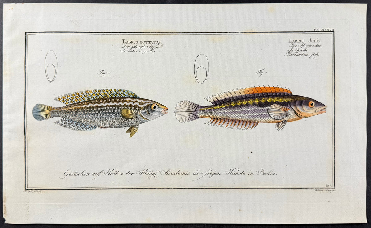 Wrasse - Labrus julis, Labrus guttatus