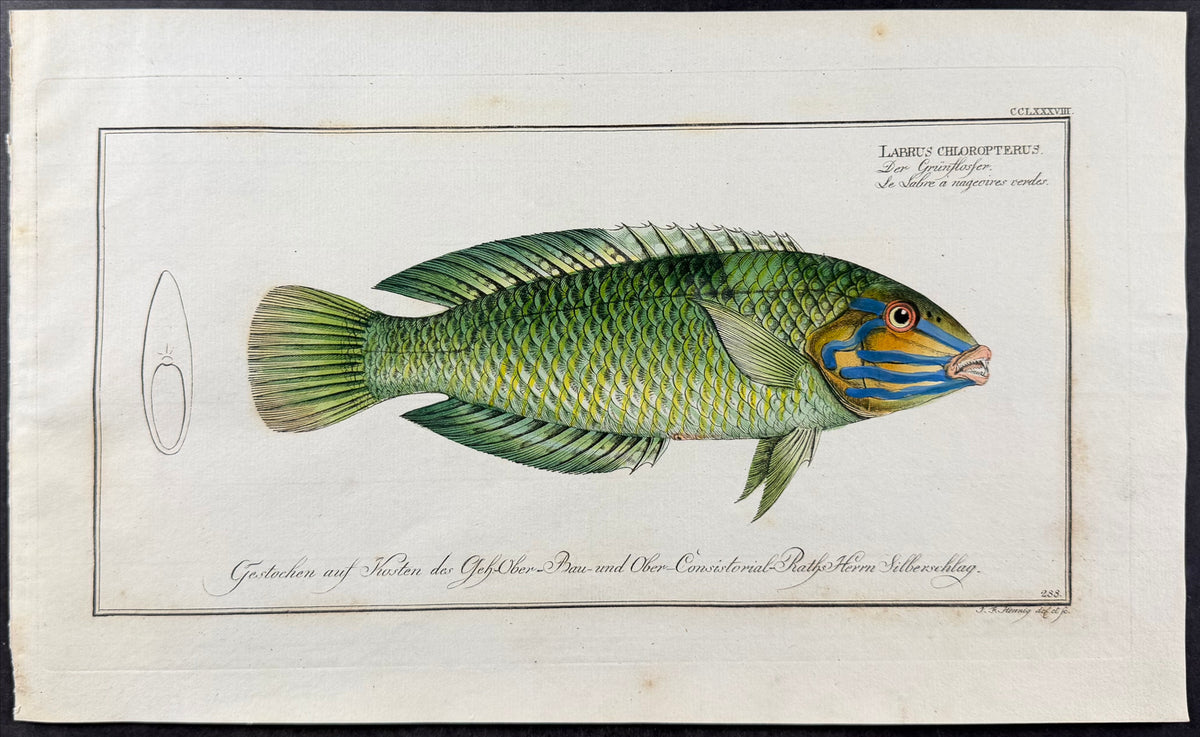 Wrasse - Labrus chloropterus