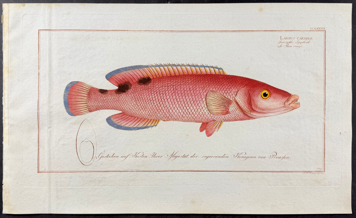 Red Wrasse