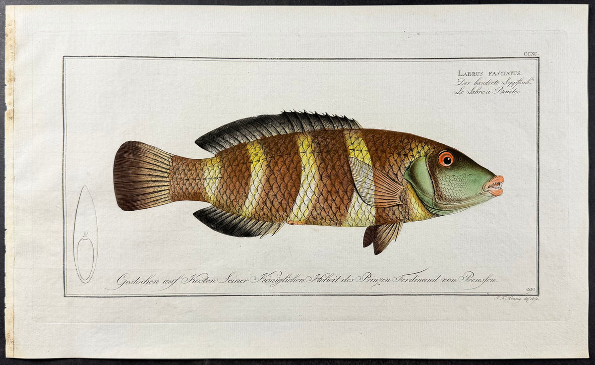 Streaked Wrasse