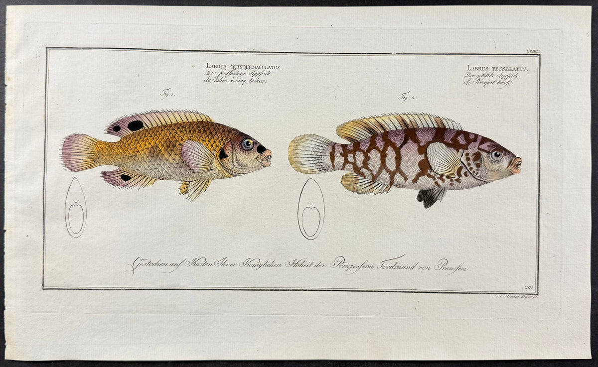 Five Maculated & Wainscotted Wrasse