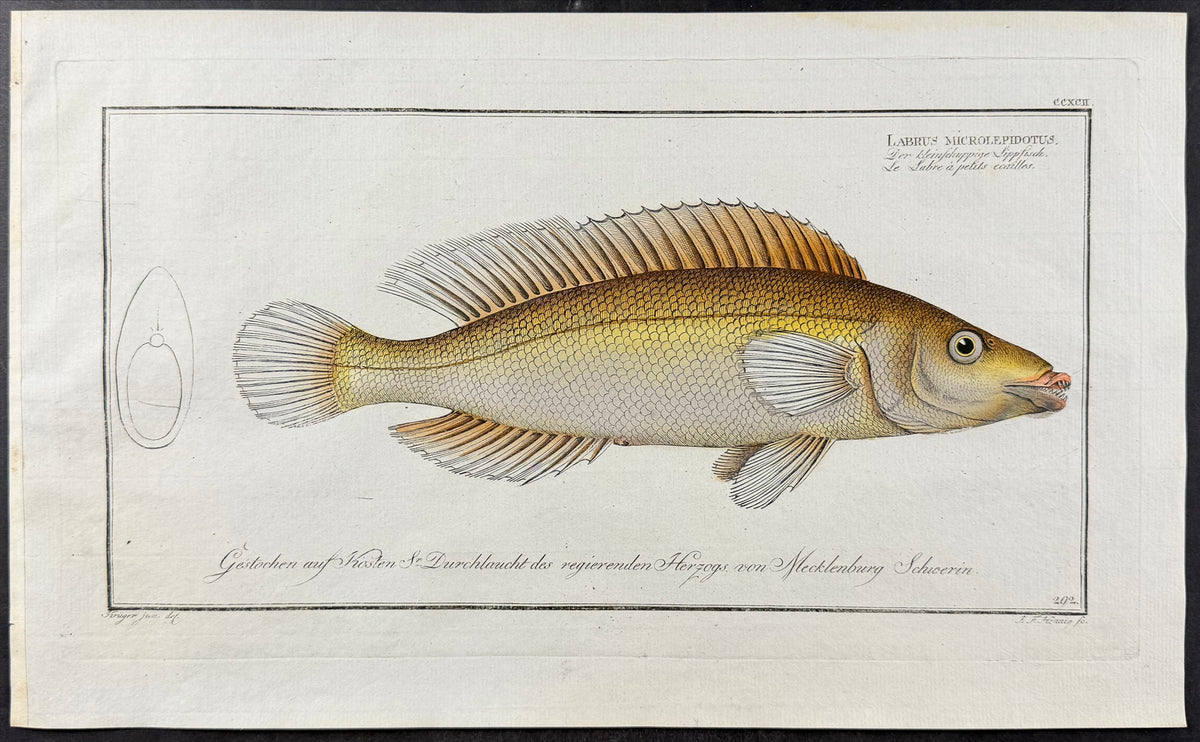 Little Scaled Wrasse