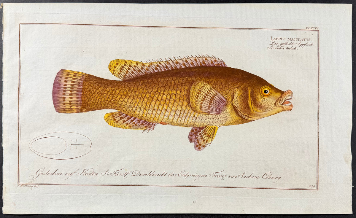 Wrasse - Labrus maculatus
