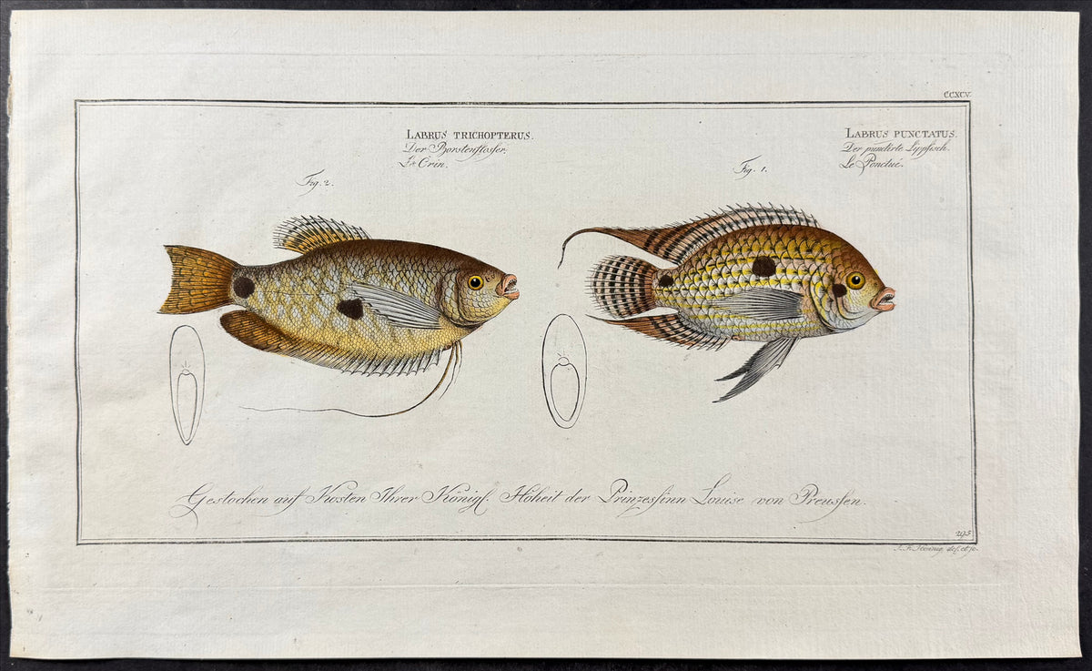 Wrasse - Labrus punctatus, Labrus trichopterus