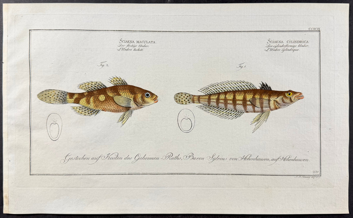Fish - Sciaena cyclindrica, Sciaena maculata