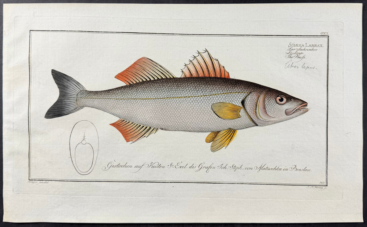 Seabass - Sciaena labrax