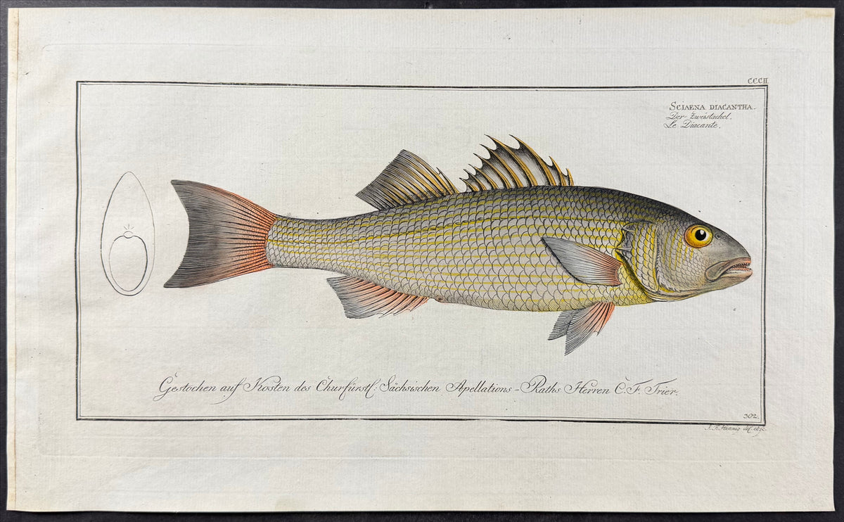 Fish - Sciaena diacantha
