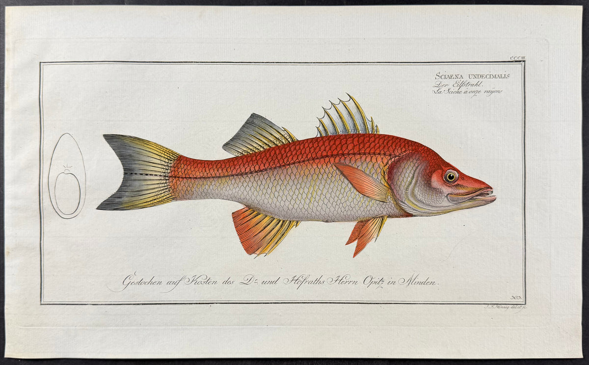 Fish - Scieanea undecimalus