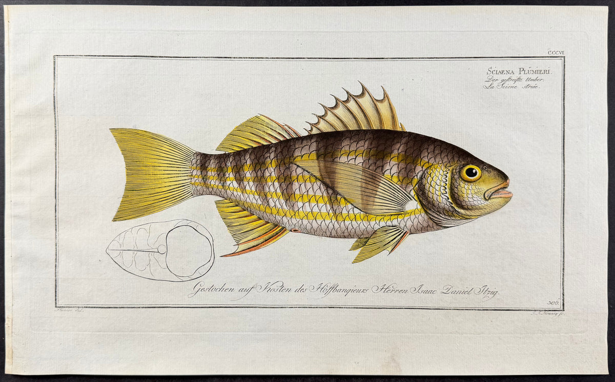 Plumier's Umber