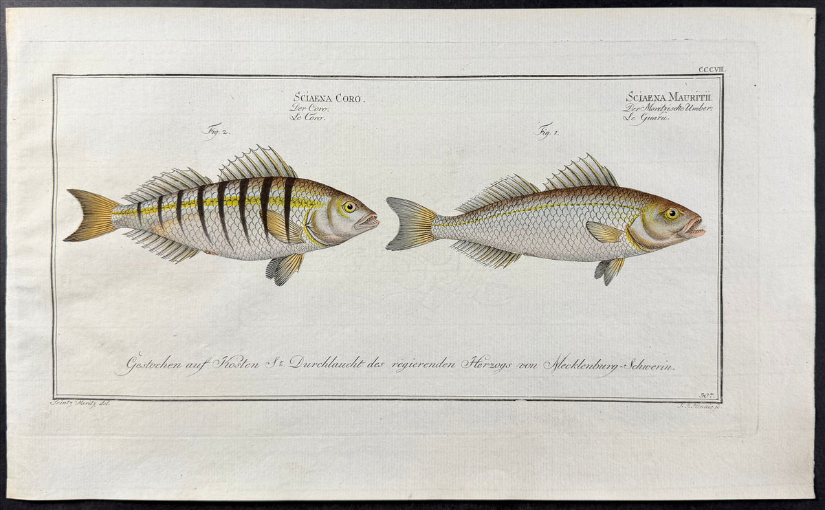 Fish - Sciaena coro, Sciaena mauritii