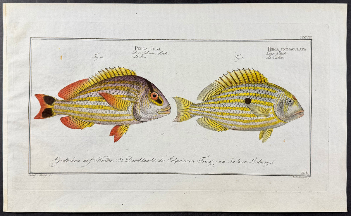Jub & Pacu